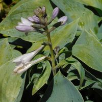 Hosta  'Halcyon'